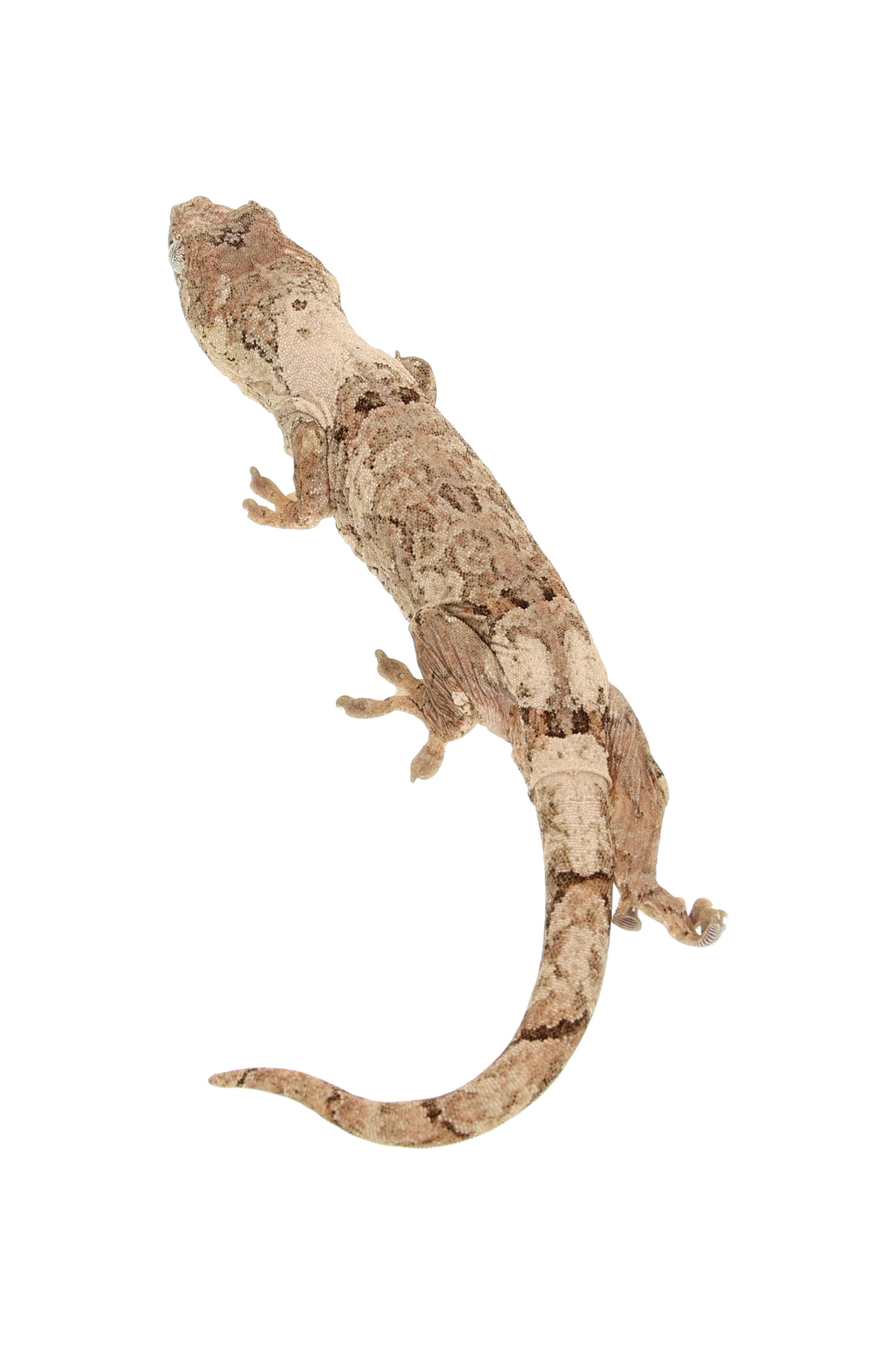“Agartha” <br> Angel x Gummy Bear <br> ♀