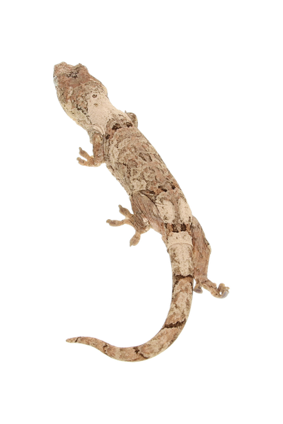 “Agartha” <br> Angel x Gummy Bear <br> ♀