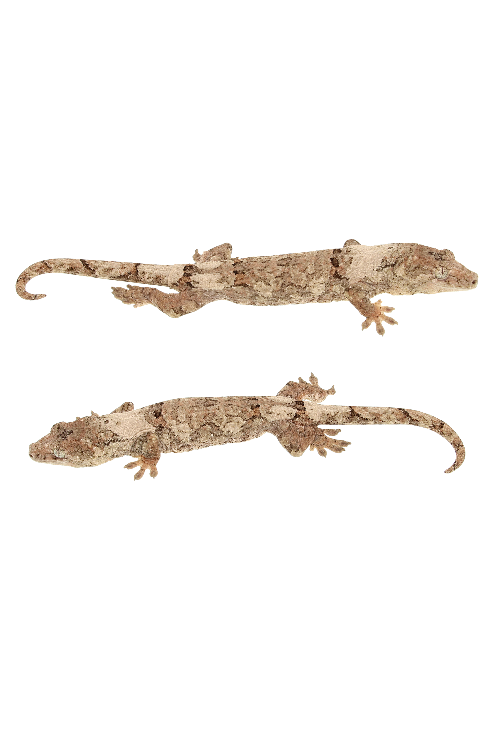 “Agartha” <br> Angel x Gummy Bear <br> ♀
