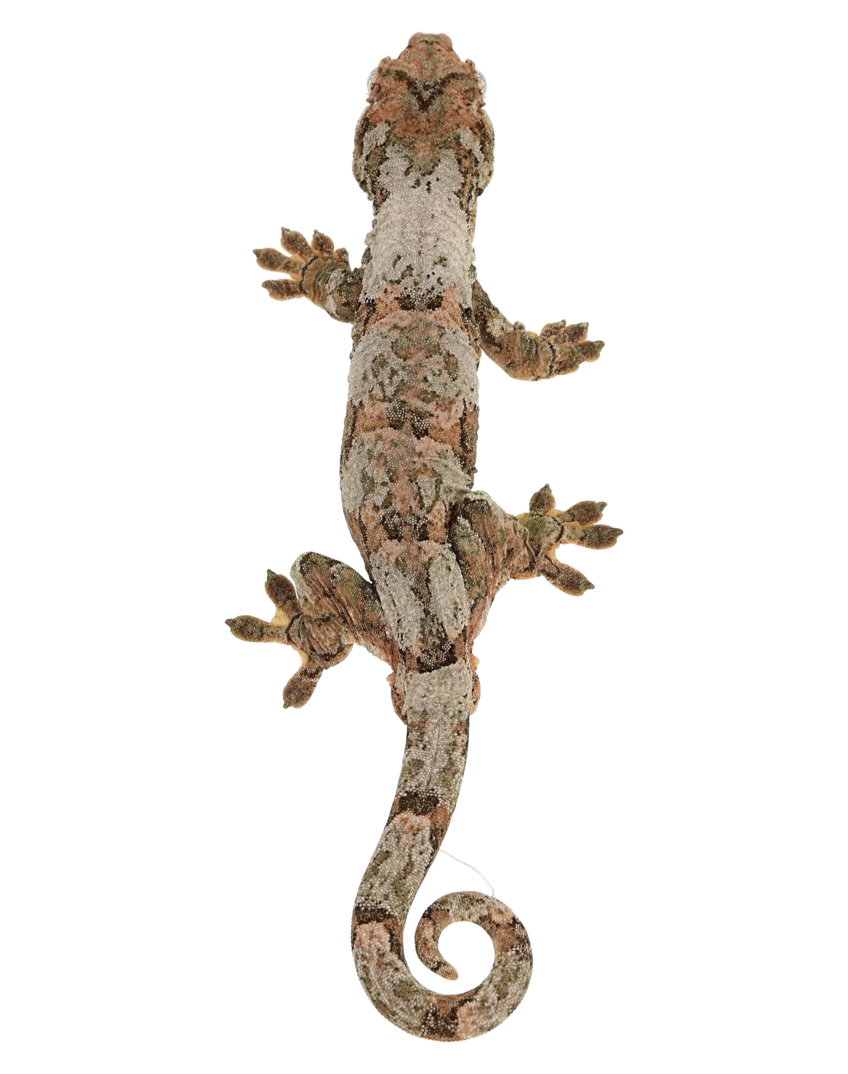 Anubis <br> <b>♂</b>