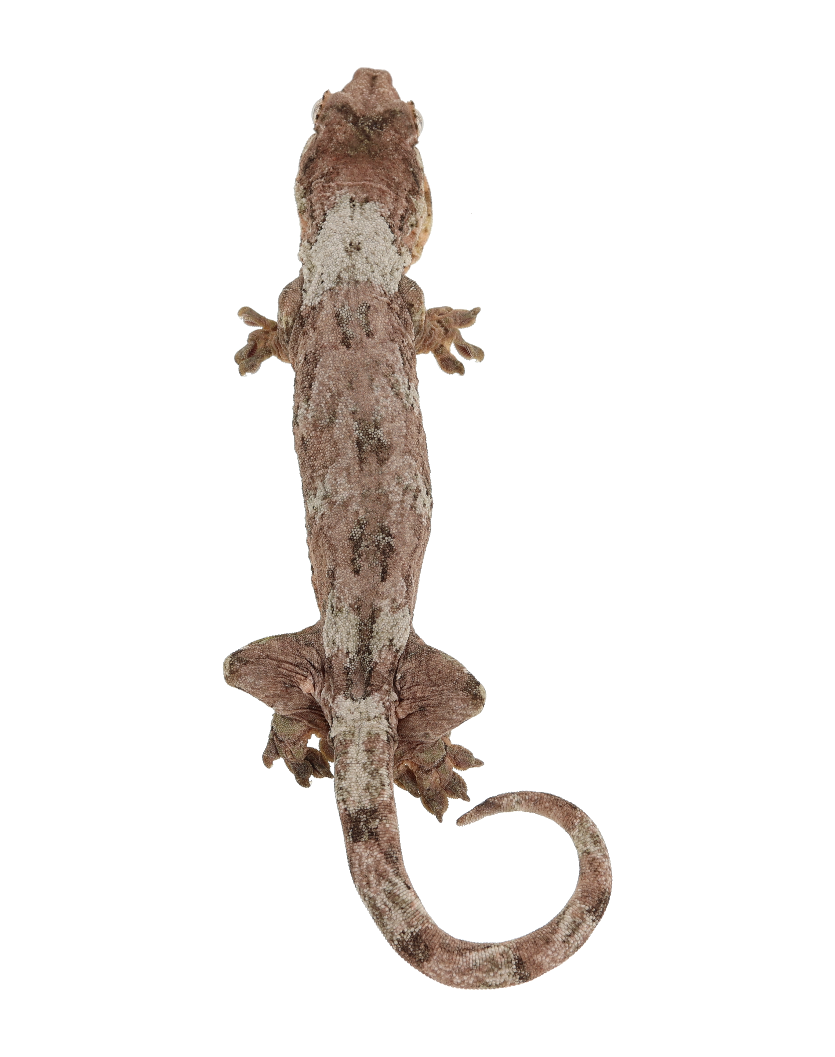 Atlantis <br> <b>♀</b>