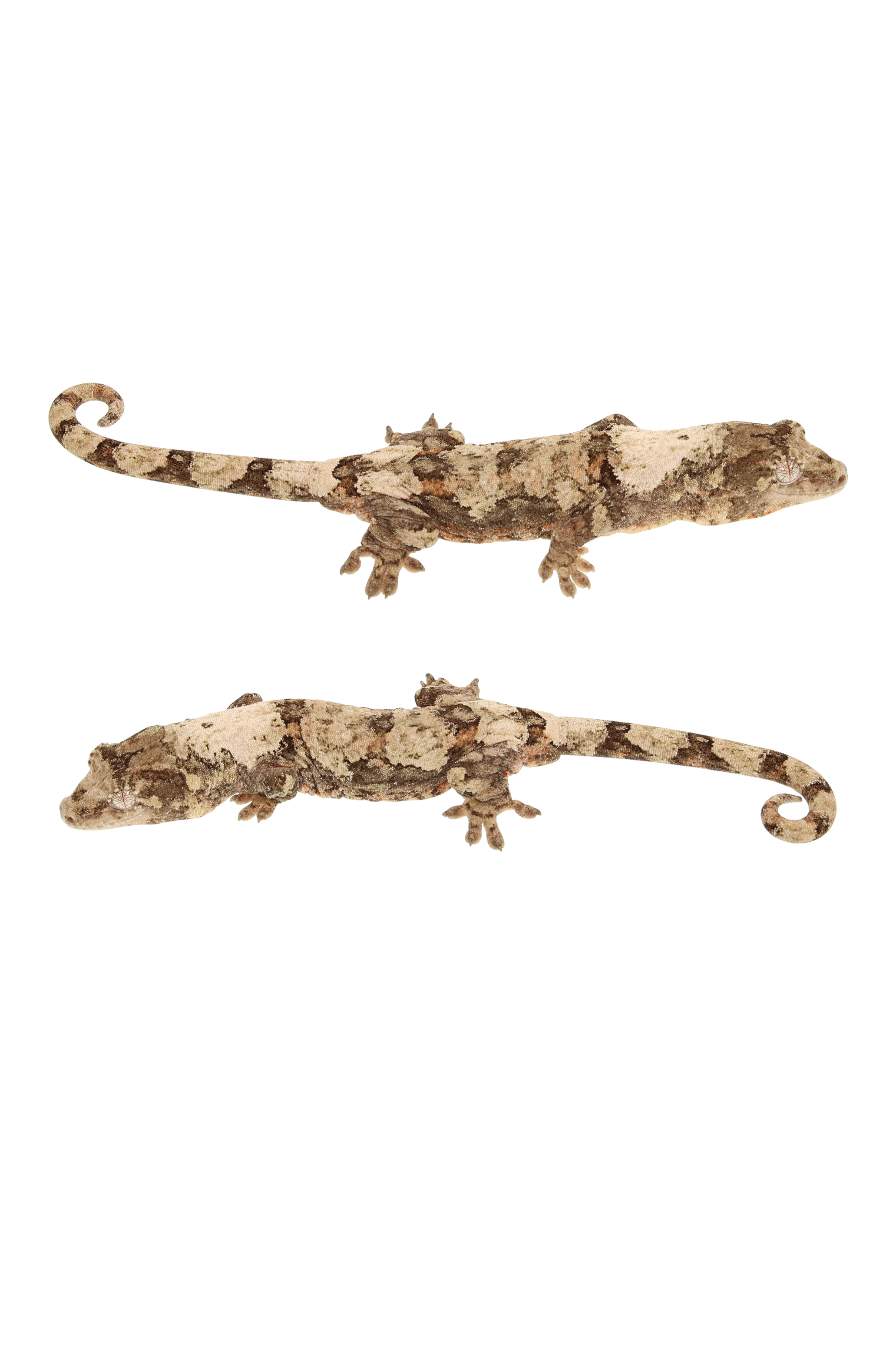 “Cambodia” <br> Cinnamon x Saigon <br> ♀