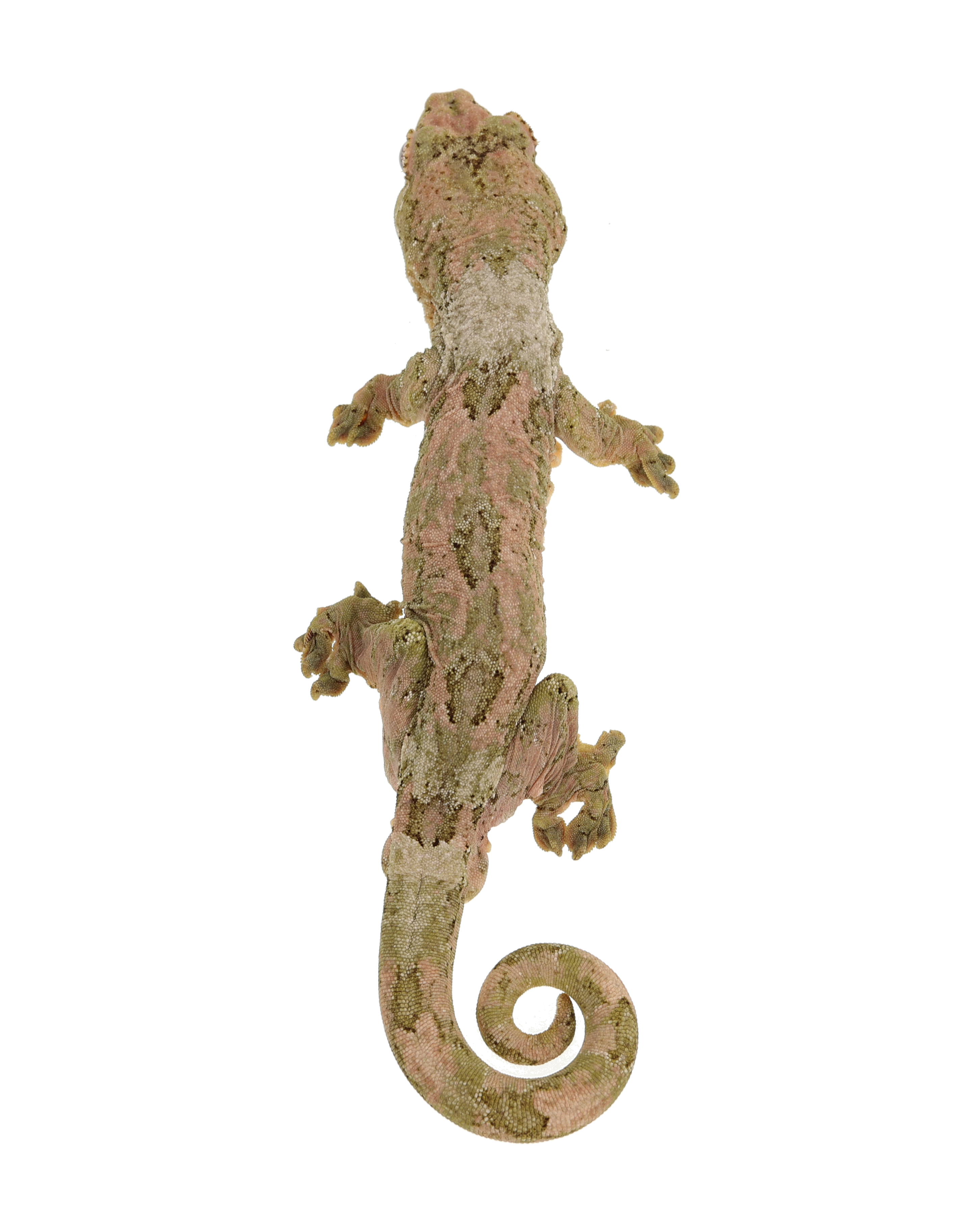 Carpaccio <br> <b>♂</b>