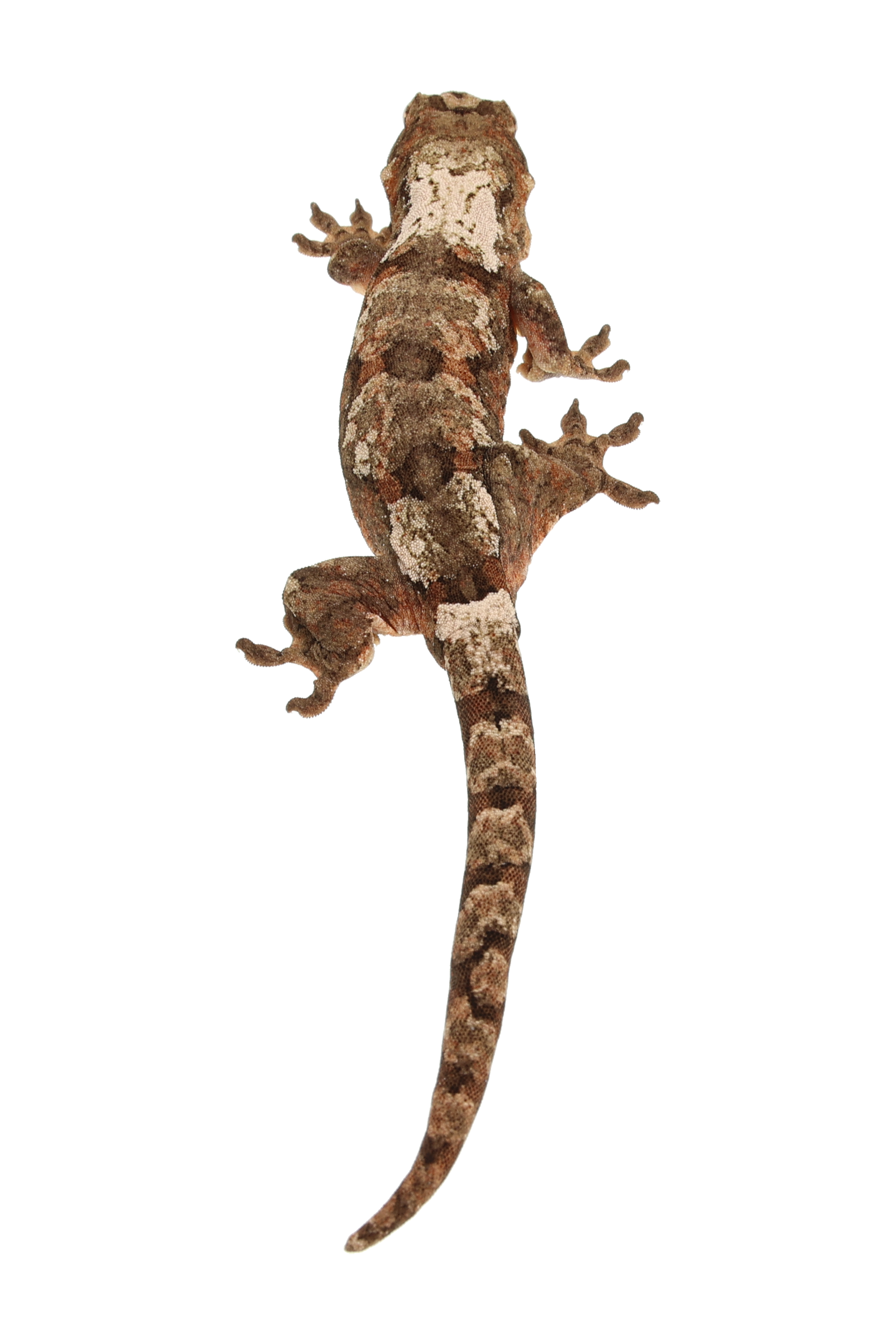 “Cincinnati” <br> Cinnamon x Saigon <br> ♀