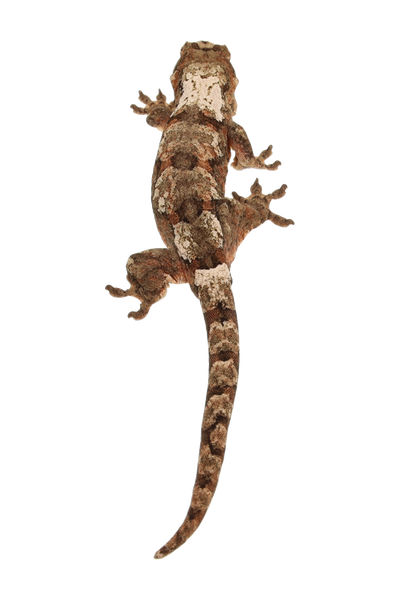 “Cincinnati” <br> Cinnamon x Saigon <br> ♀