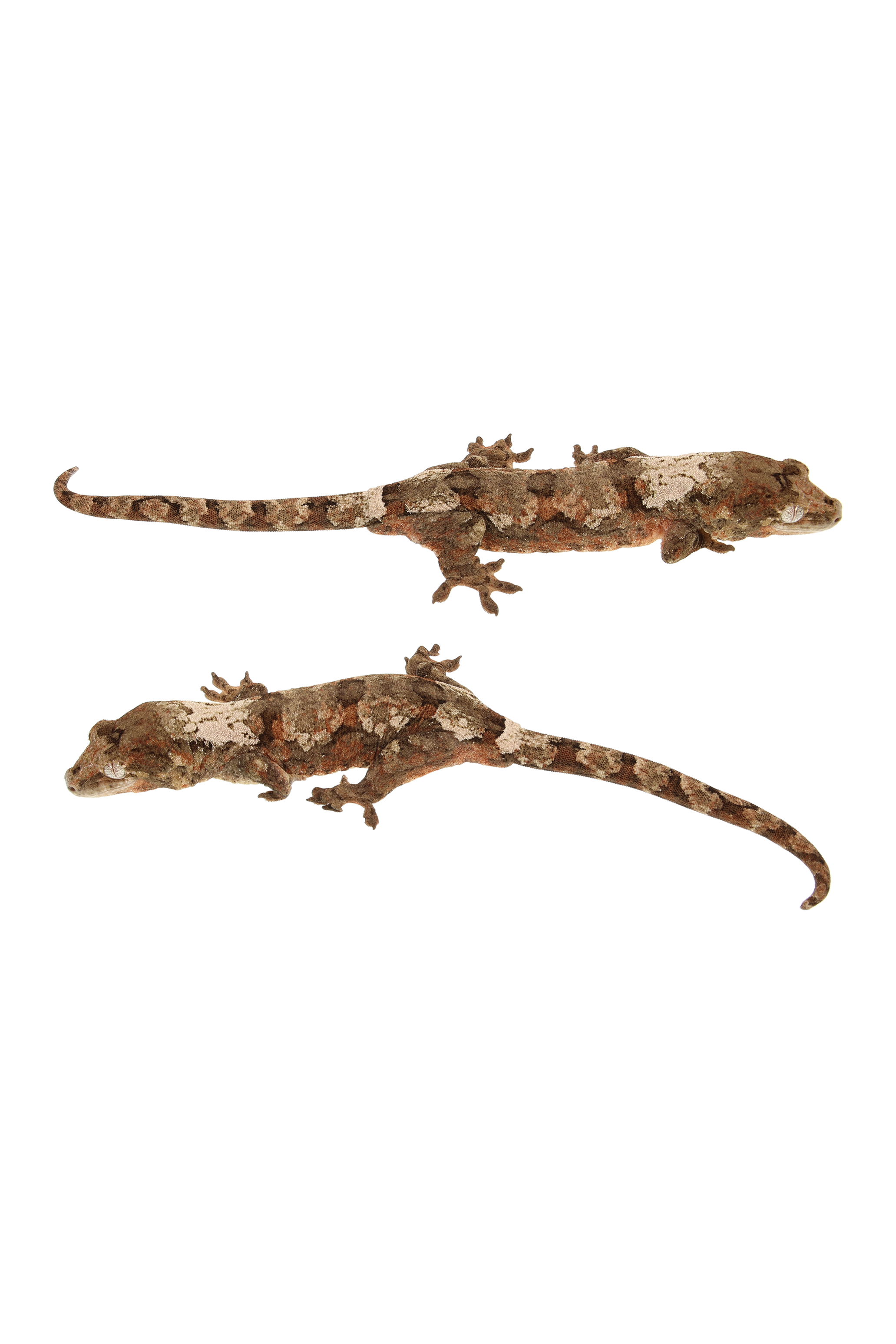 “Cincinnati” <br> Cinnamon x Saigon <br> ♀