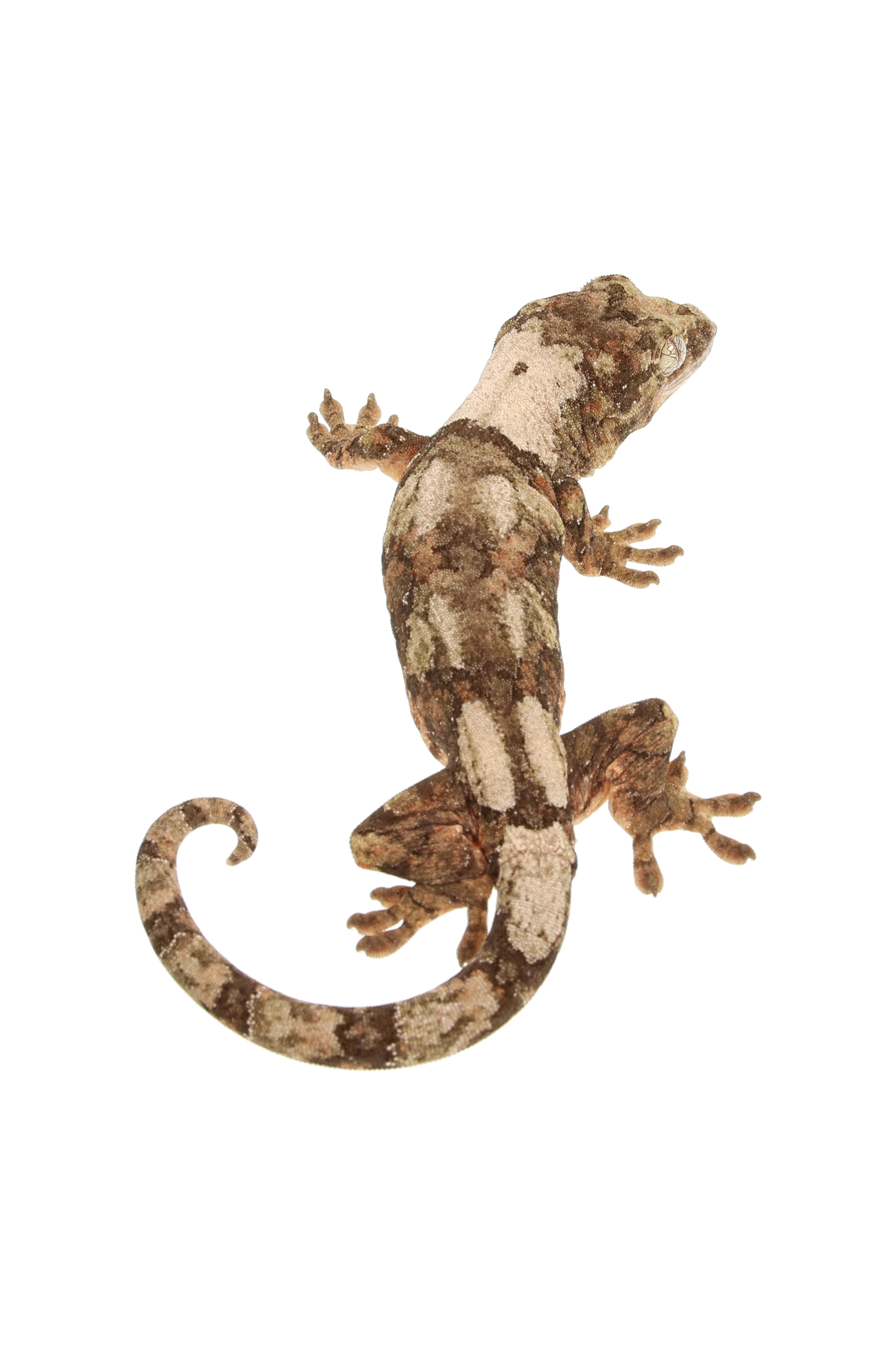 “Clover” <br> Cotton x Osiris <br> ♀