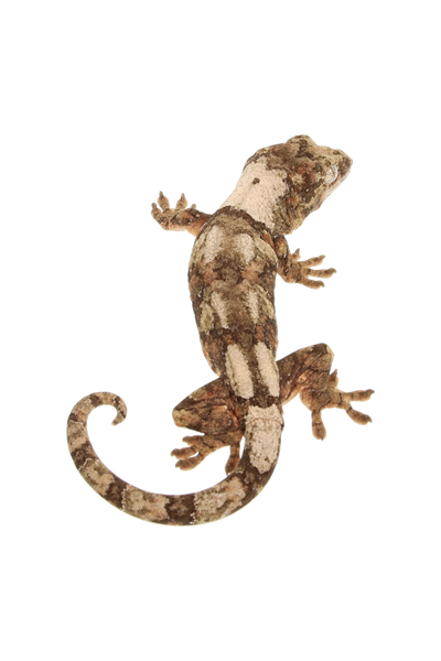 “Clover” <br> Cotton x Osiris <br> ♀