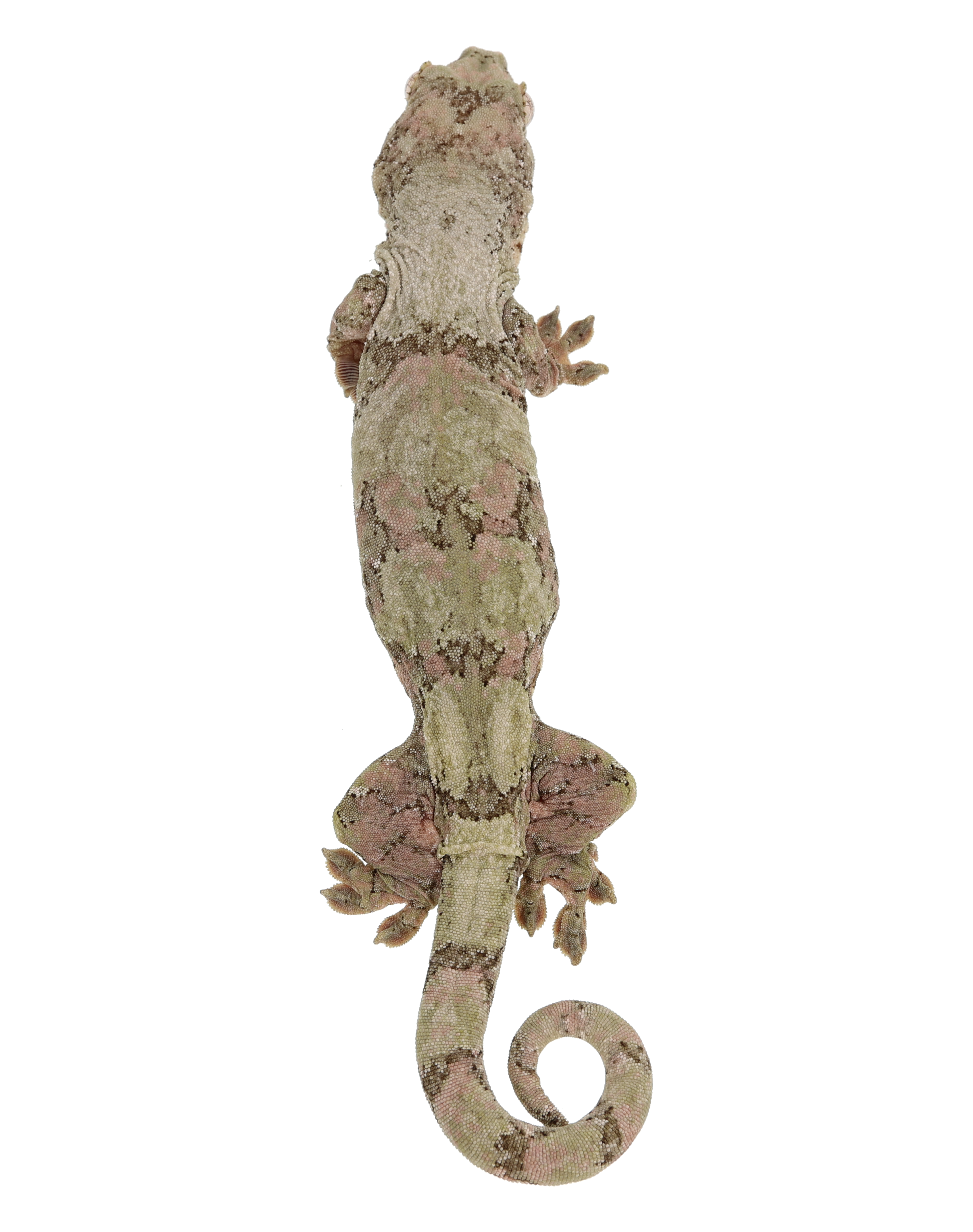 Cotton <br> <b>♀</b>