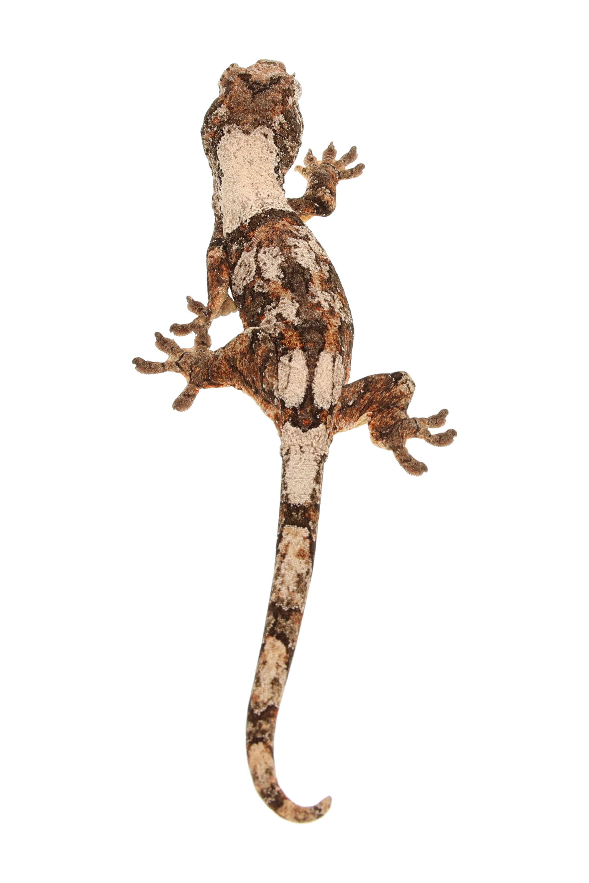 “Estrada” <br> Velvet x Anubis <br> ♀