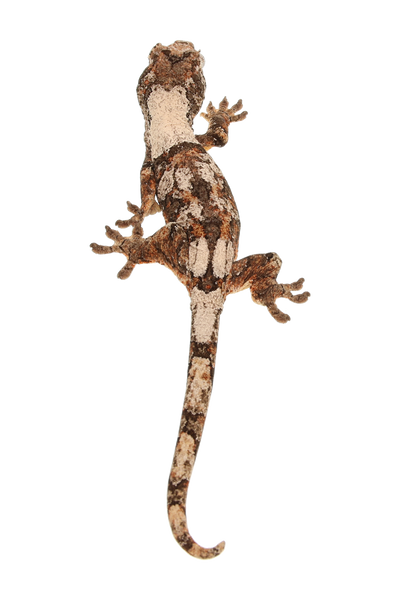 “Estrada” <br> Velvet x Anubis <br> ♀