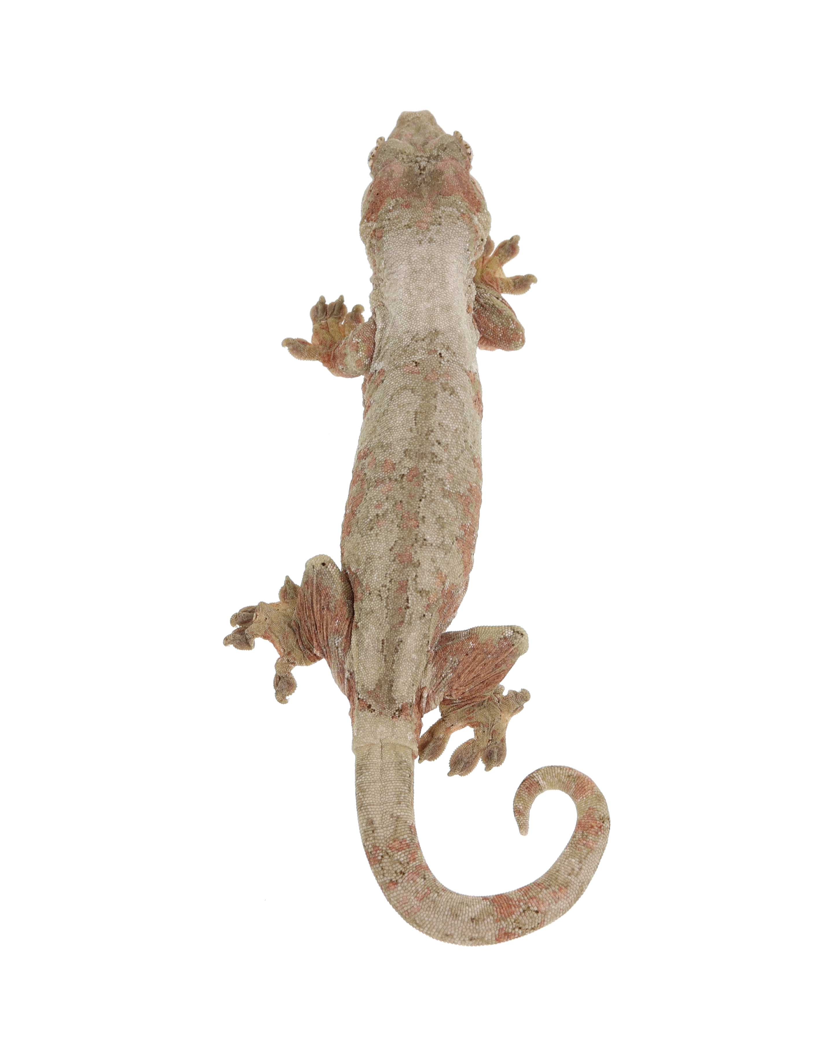 Exodus <br> <b>♀</b>