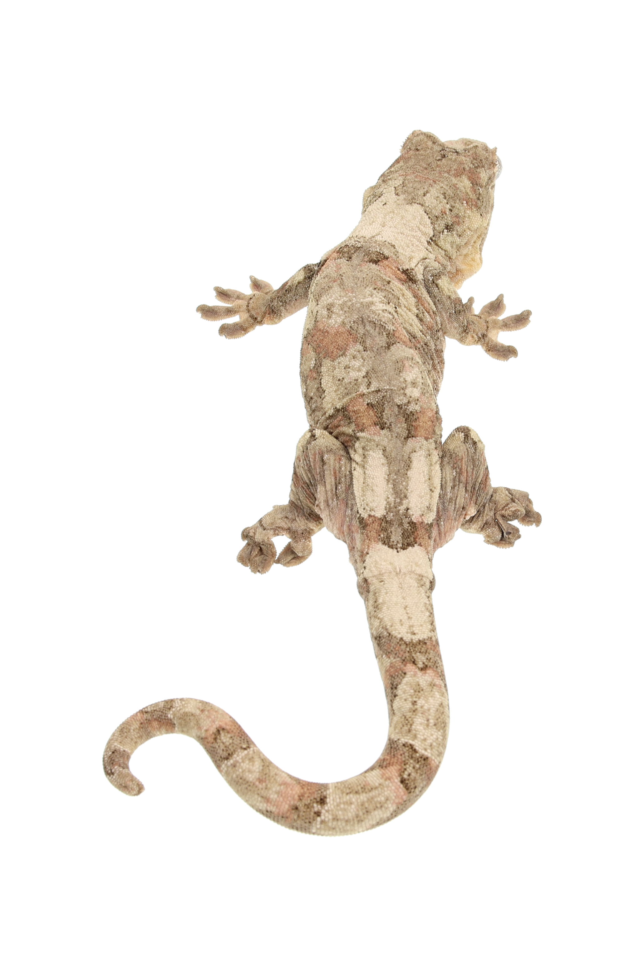 “Nemi” <br> Tangerine x Nero <br> ♂