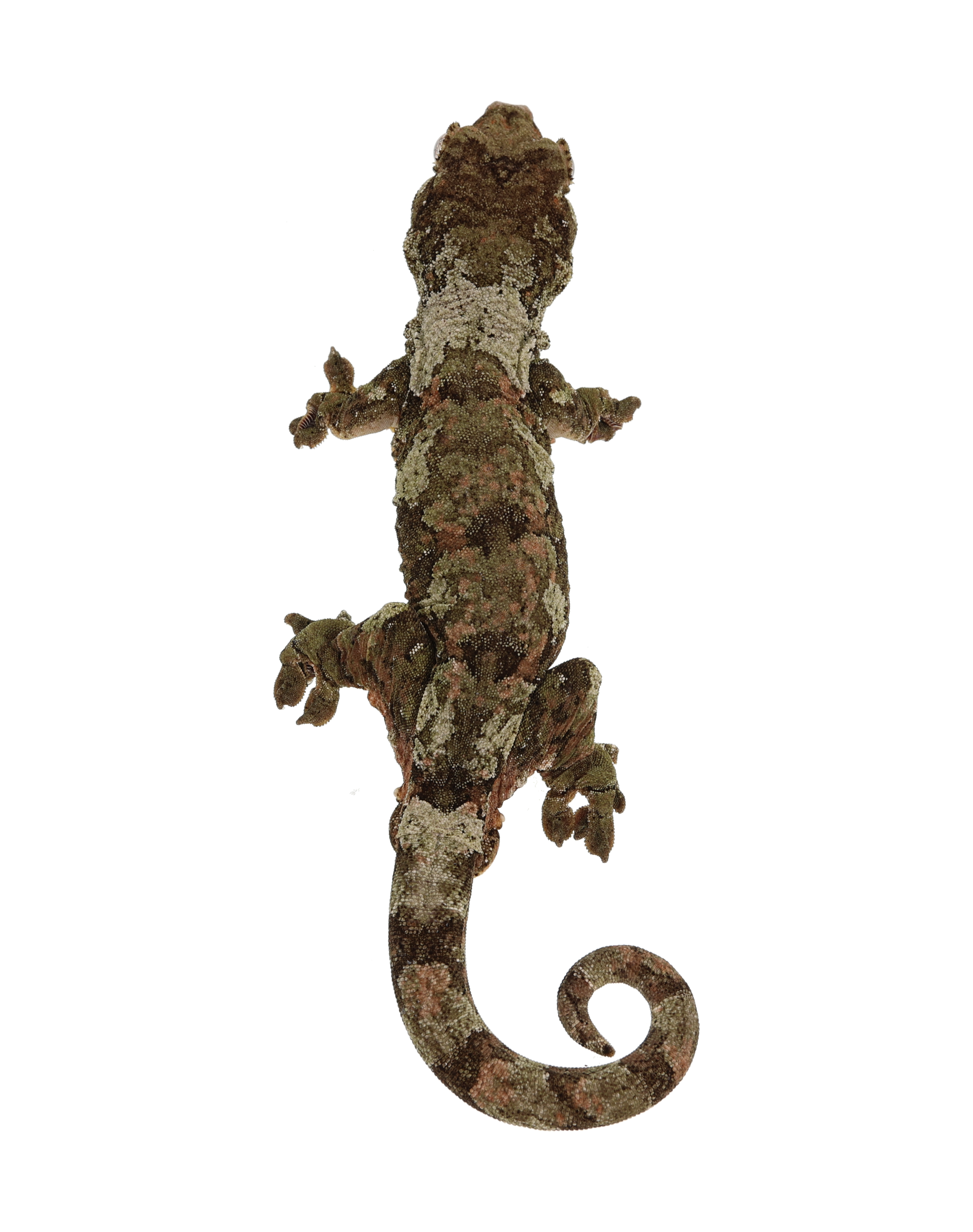 Nero <br> <b>♂</b>