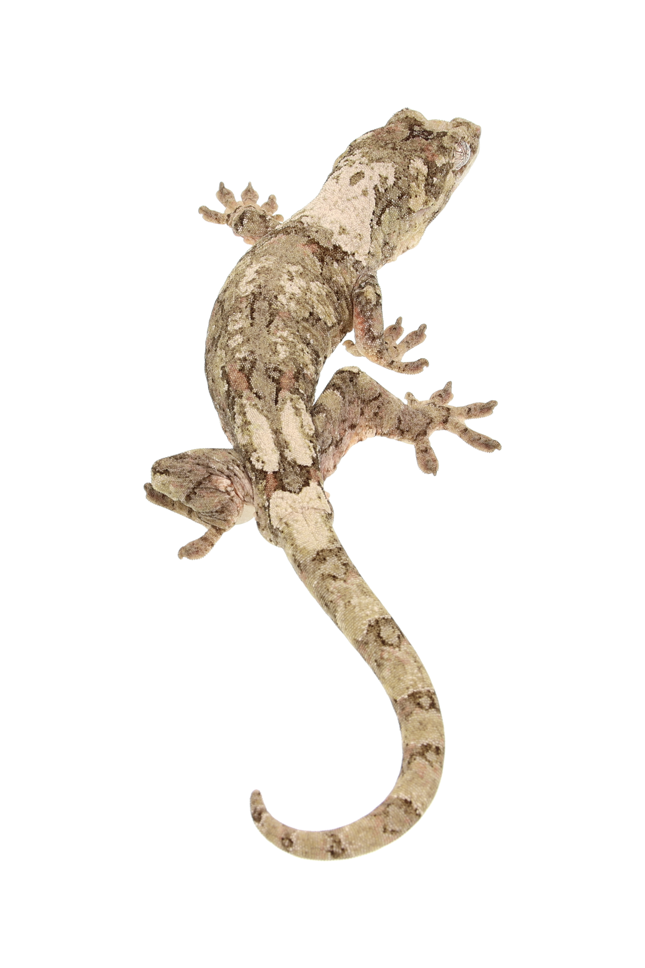 “Rival” <br> Cotton x Osirus <br> ♂