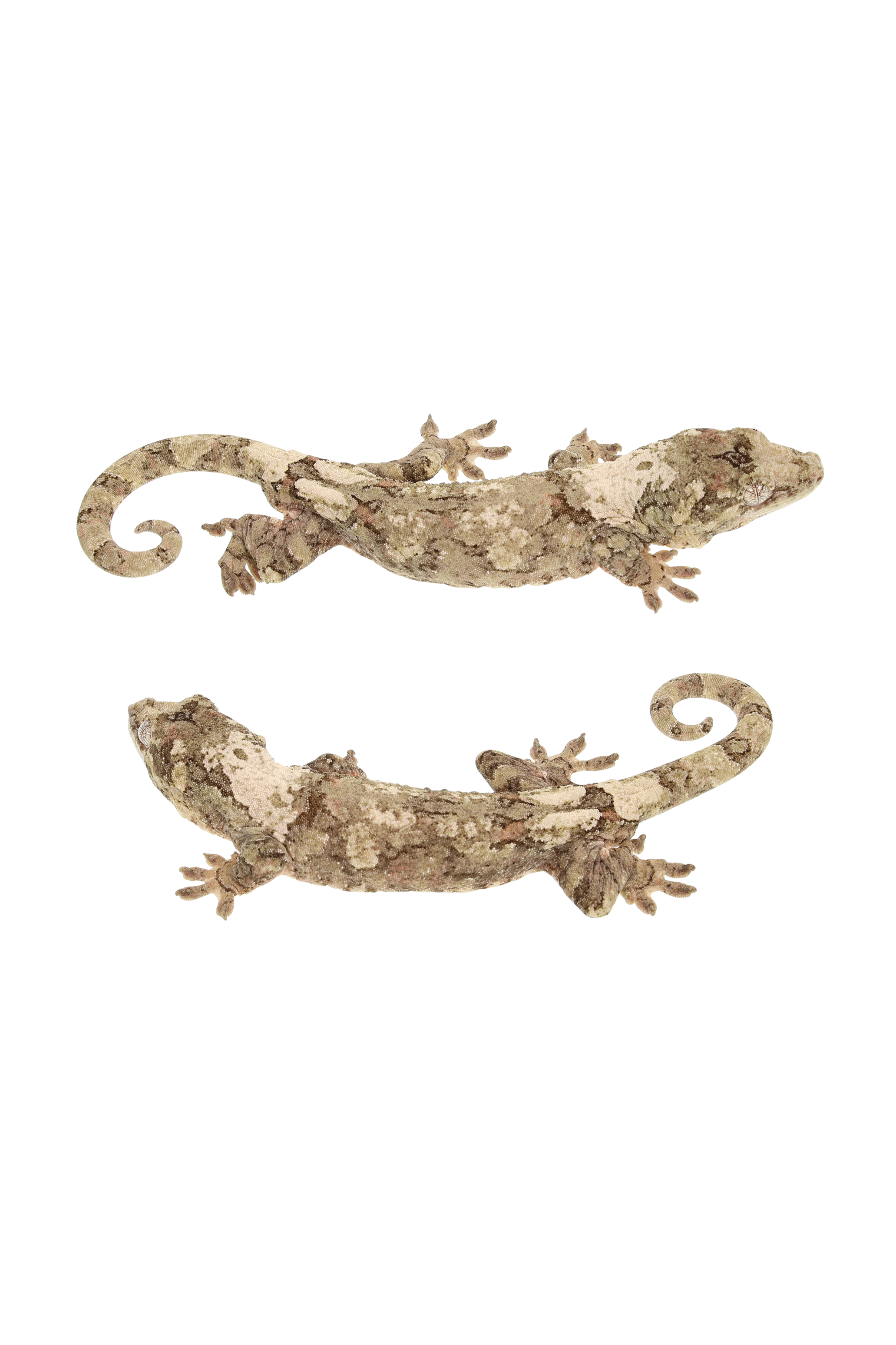 “Rival” <br> Cotton x Osirus <br> ♂