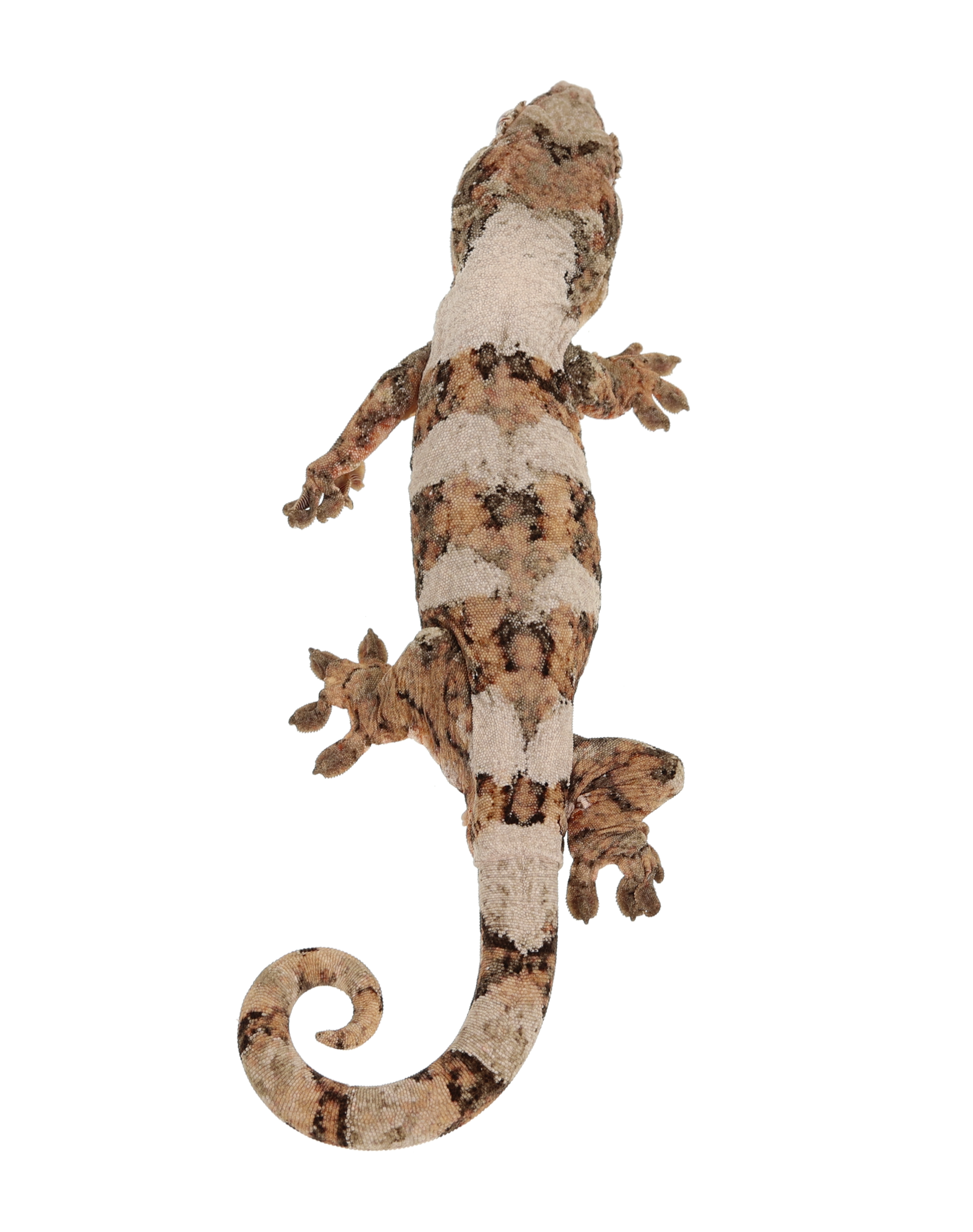 Rocket <br> <b>♂</b>