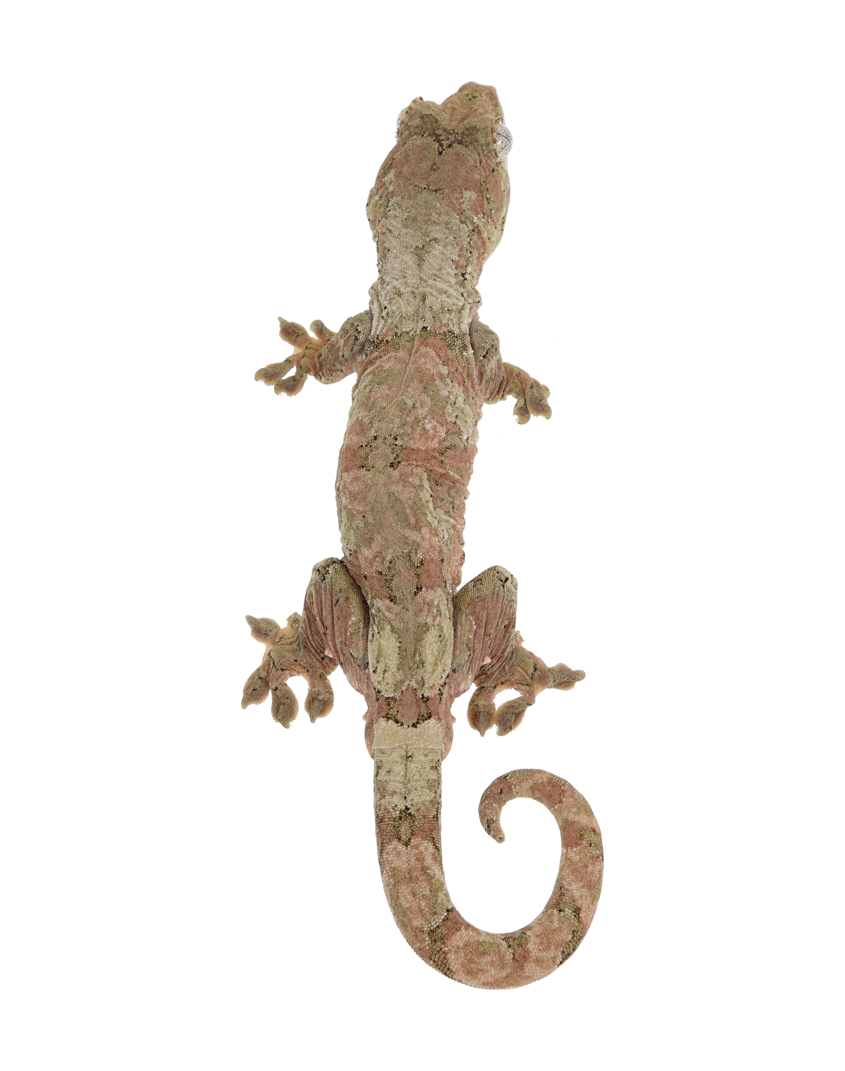 Saigon <br> <b>♂</b>