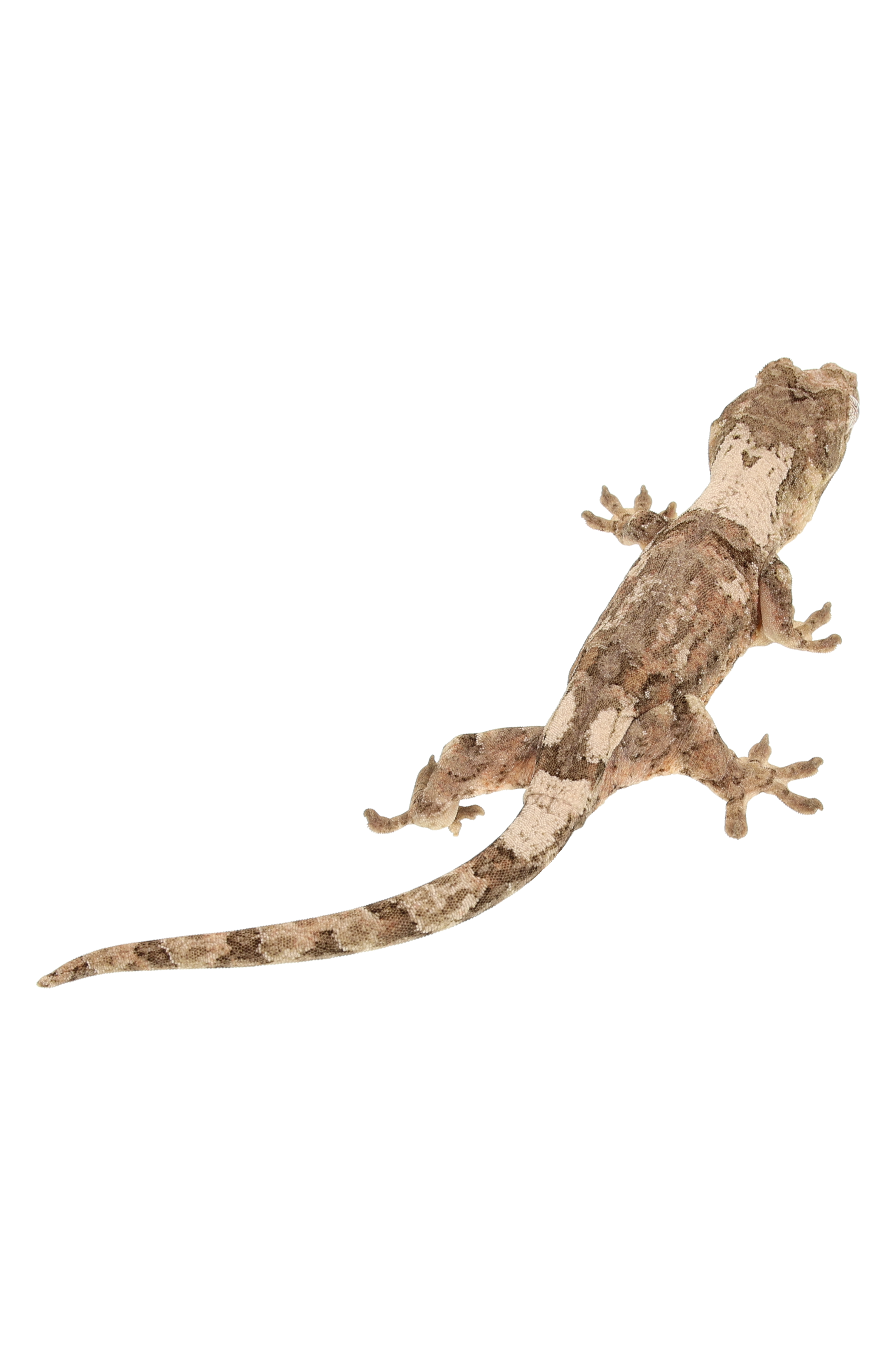 “Talis” <br> Tangerine x Nero <br> ♀
