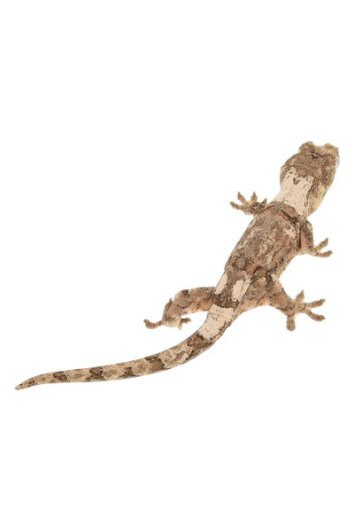 “Talis” <br> Tangerine x Nero <br> ♀