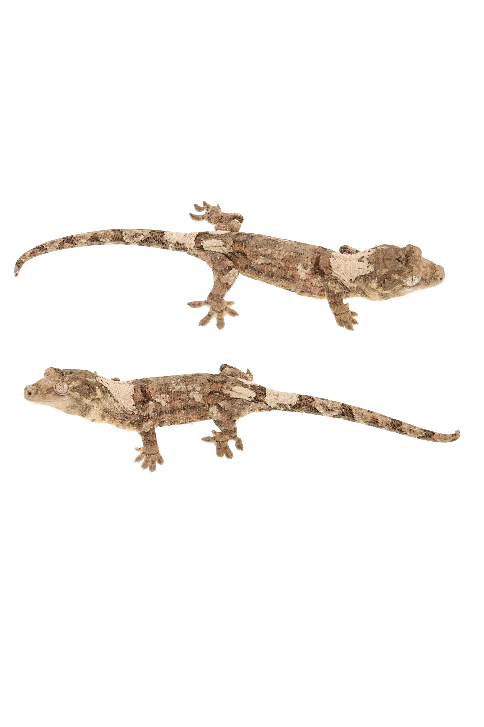 “Talis” <br> Tangerine x Nero <br> ♀