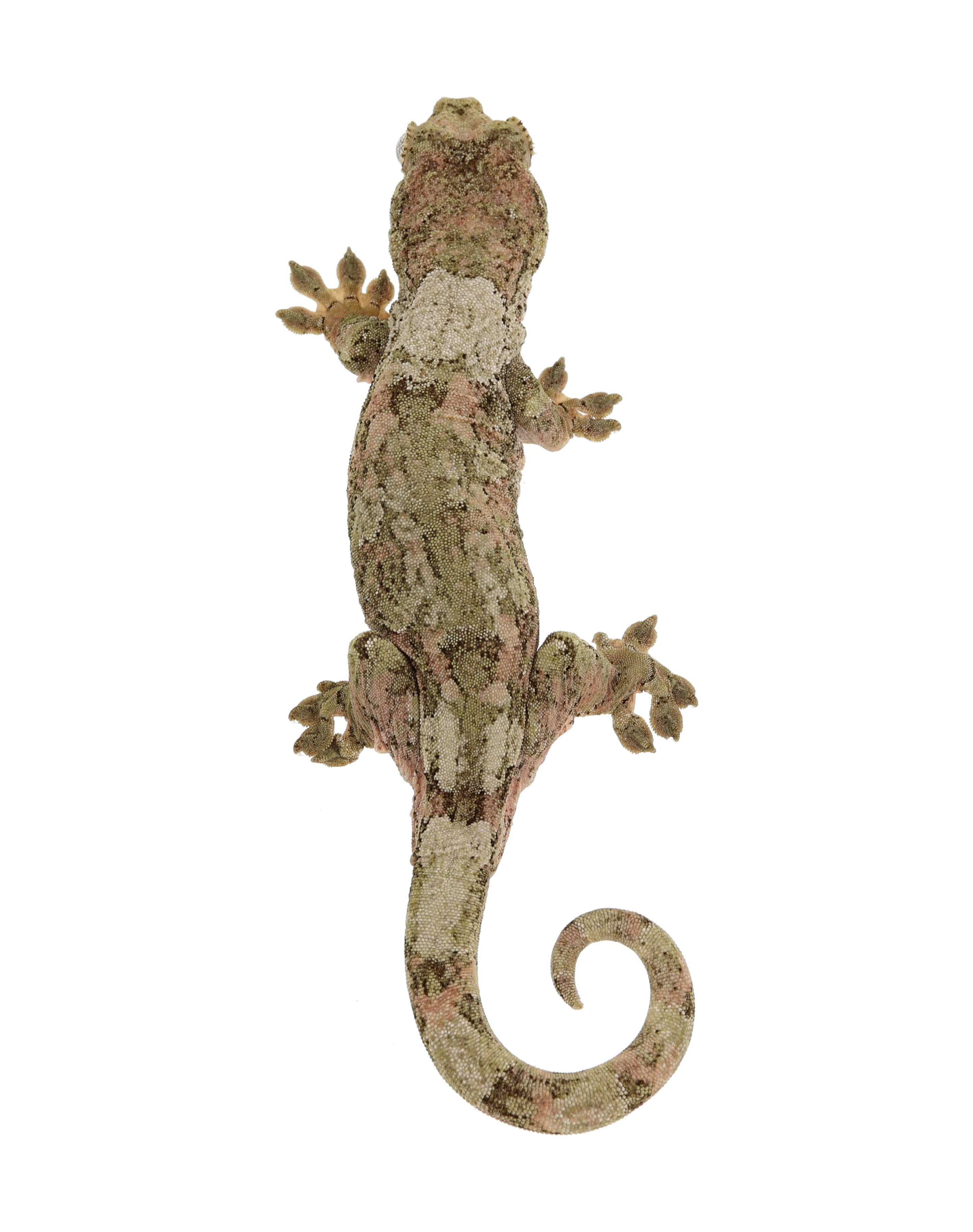 Tangerine <br> <b>♀</b>