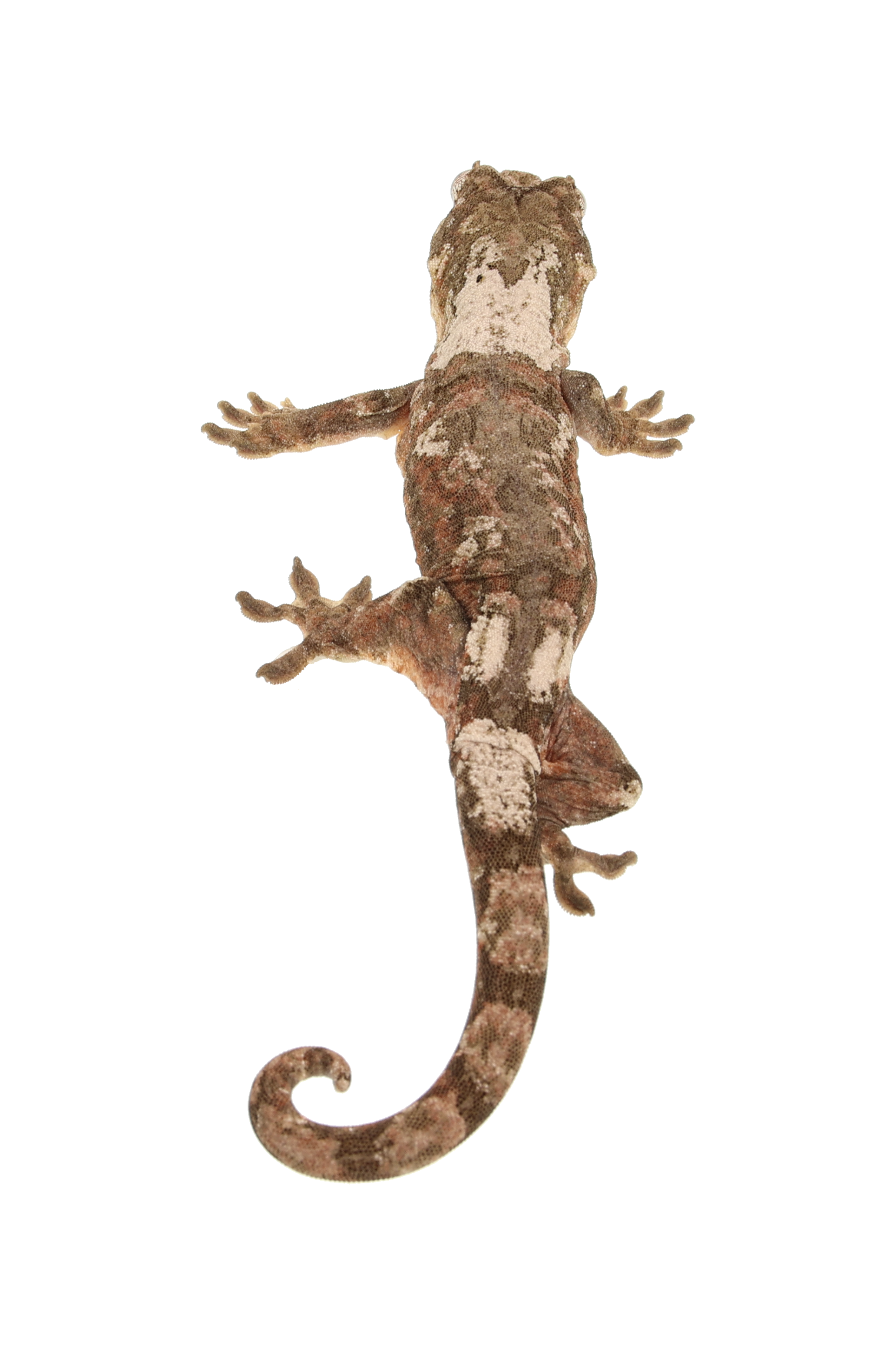 “Tasmania” <br> Tangerine x Nero <br> ♀