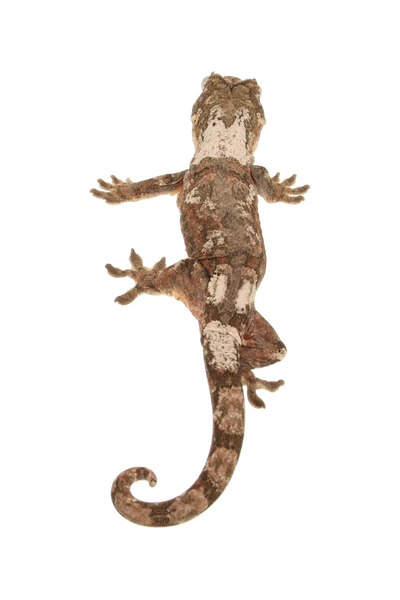 “Tasmania” <br> Tangerine x Nero <br> ♀