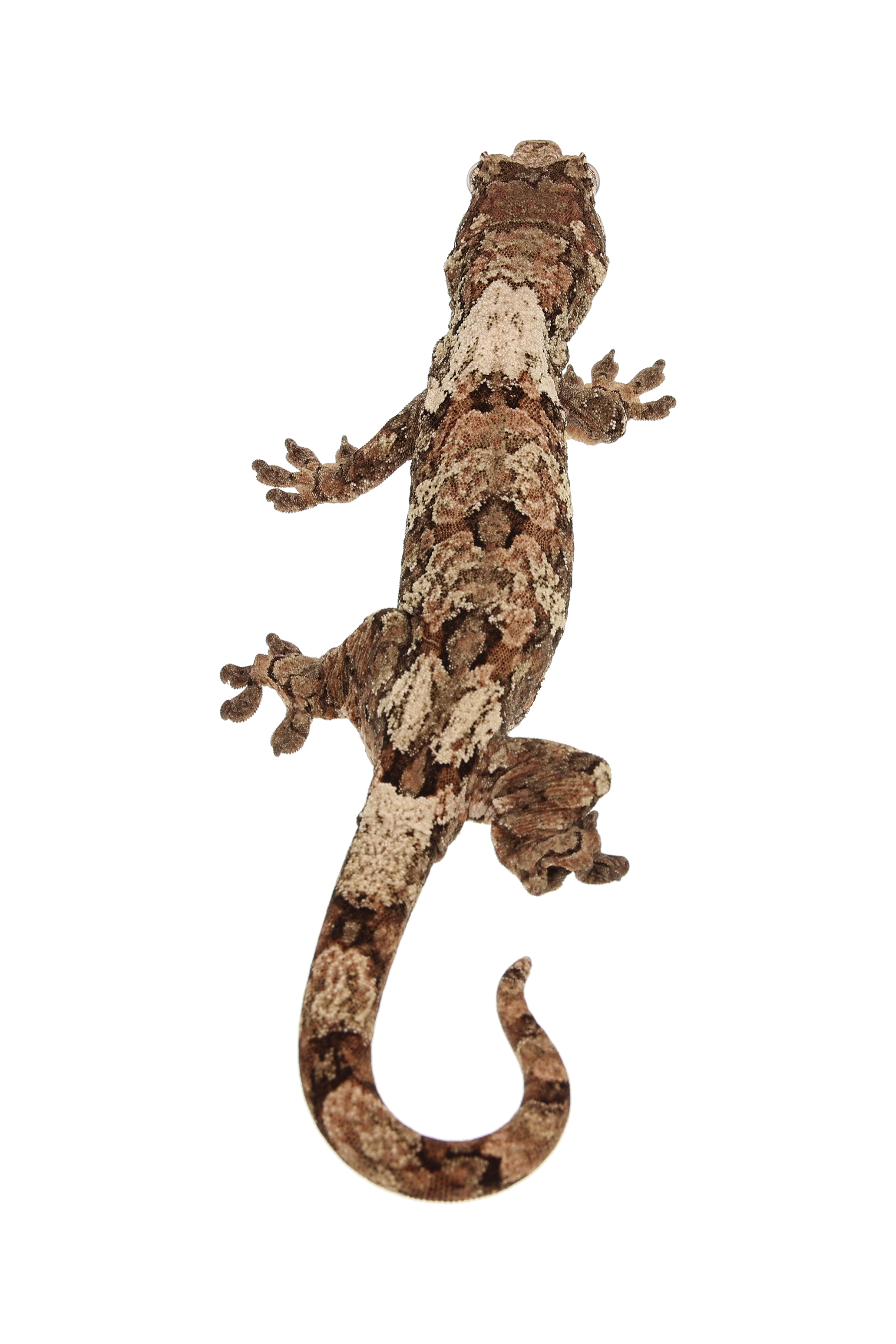 “Tsubone” <br> Cinnamon x Saigon <br> ♀