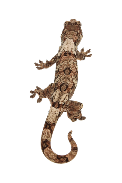 “Tsubone” <br> Cinnamon x Saigon <br> ♀