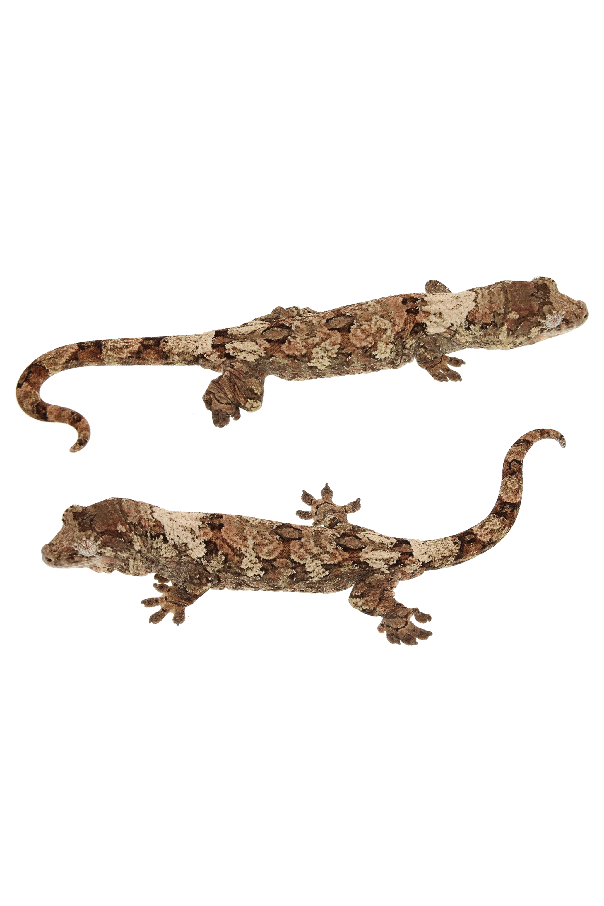 “Tsubone” <br> Cinnamon x Saigon <br> ♀