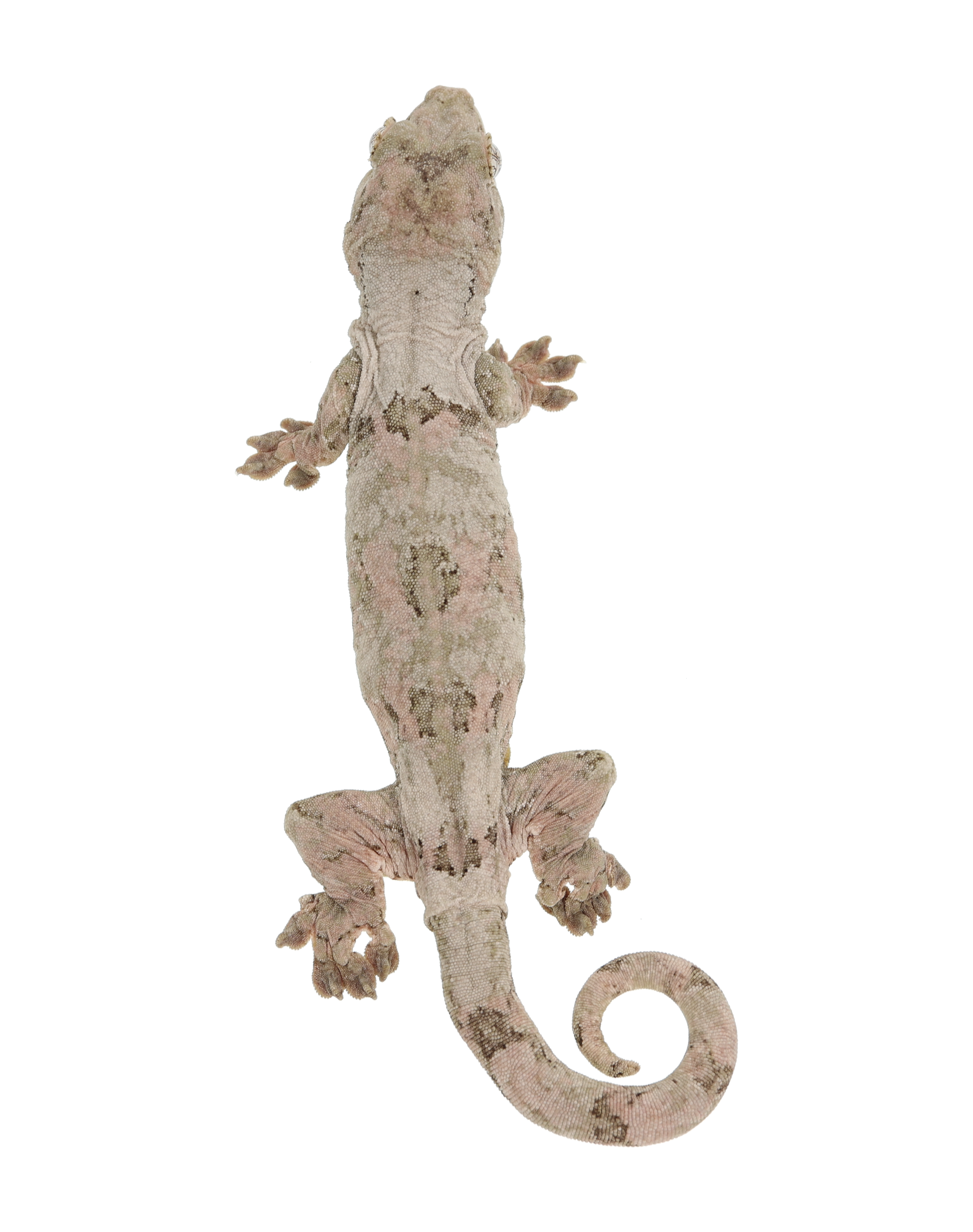 Velvet <br> <b>♀</b>