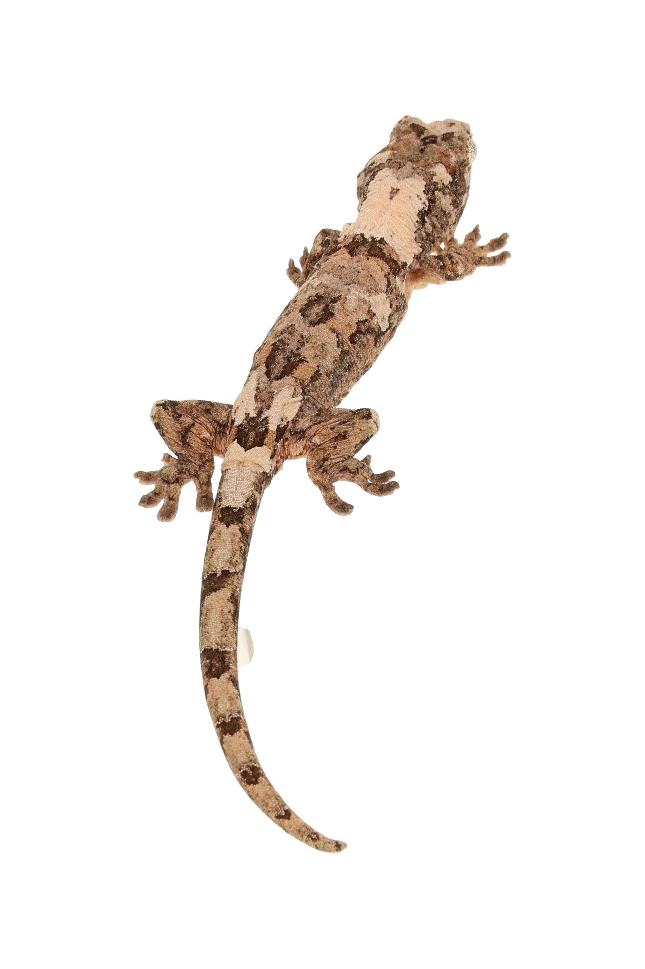 “Venison” <br> Yeti x Carpaccio <br> ♀