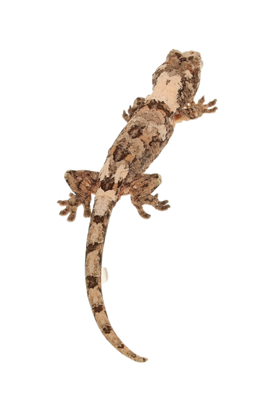 “Venison” <br> Yeti x Carpaccio <br> ♀