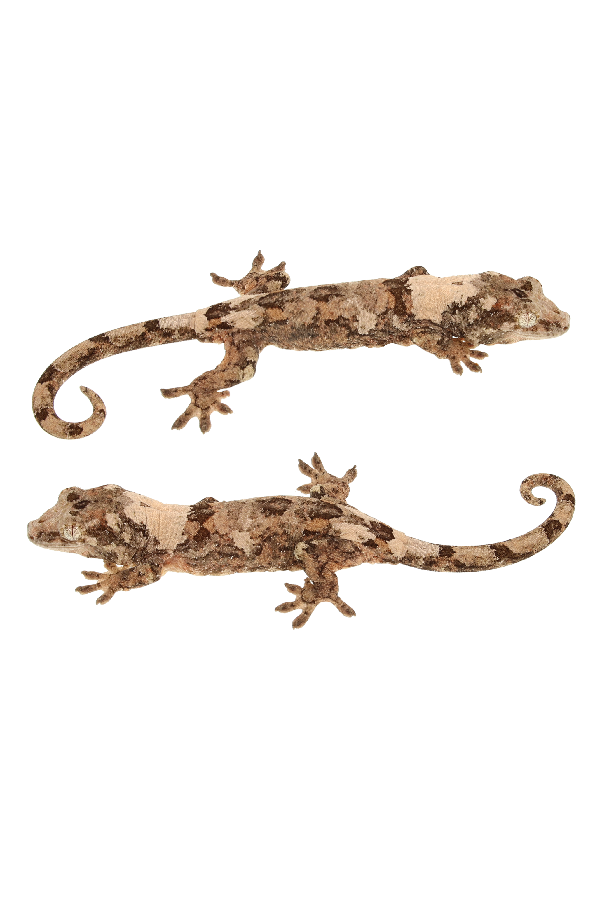 “Venison” <br> Yeti x Carpaccio <br> ♀