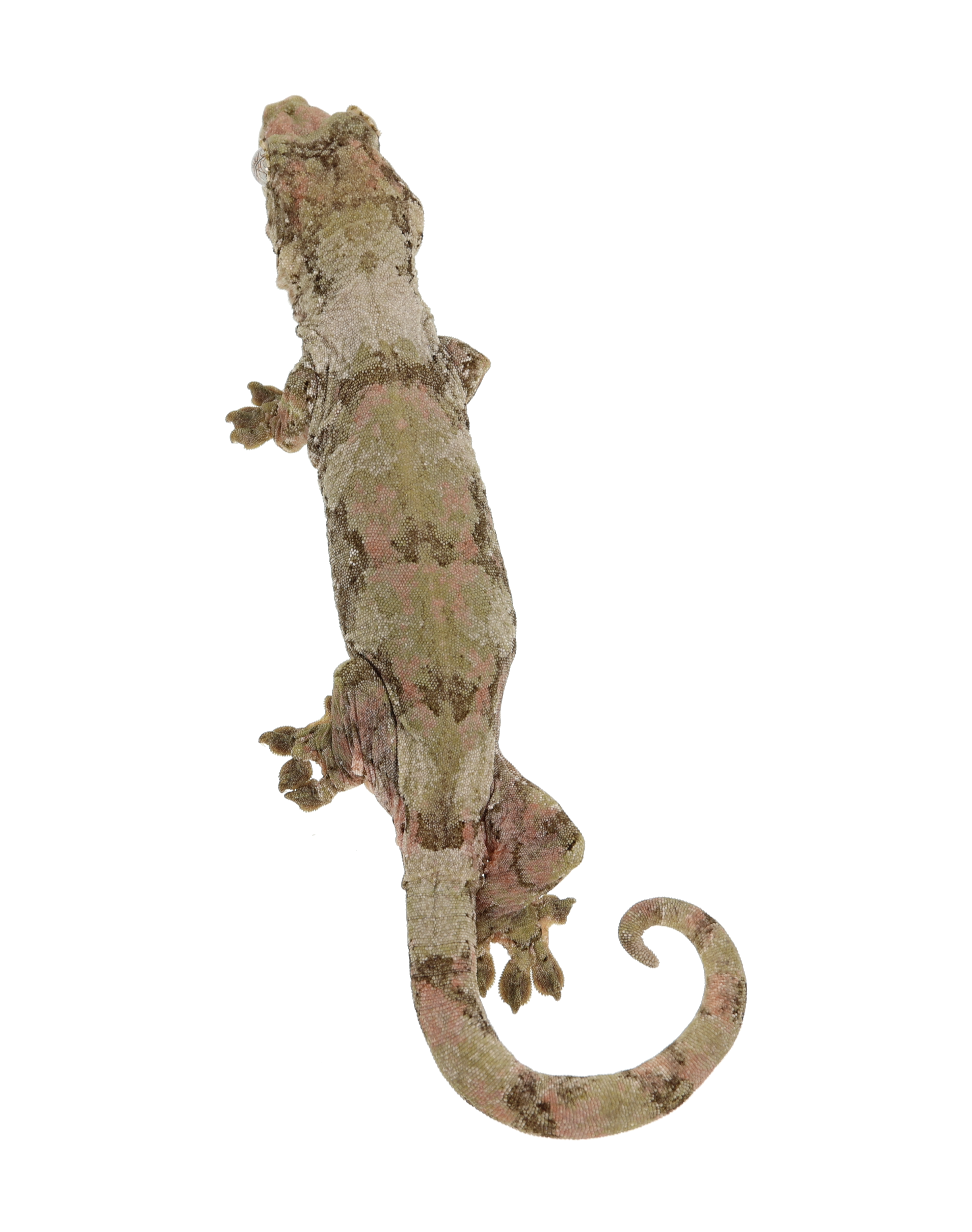 Yeti <br> <b>♀</b>