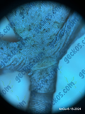 “Agartha” <br>~<br> Angel x Gummy Bear