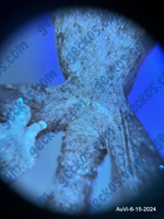 “Ansel” <b><small> holdback </small></b><br>~<br>Aurora x Villain
