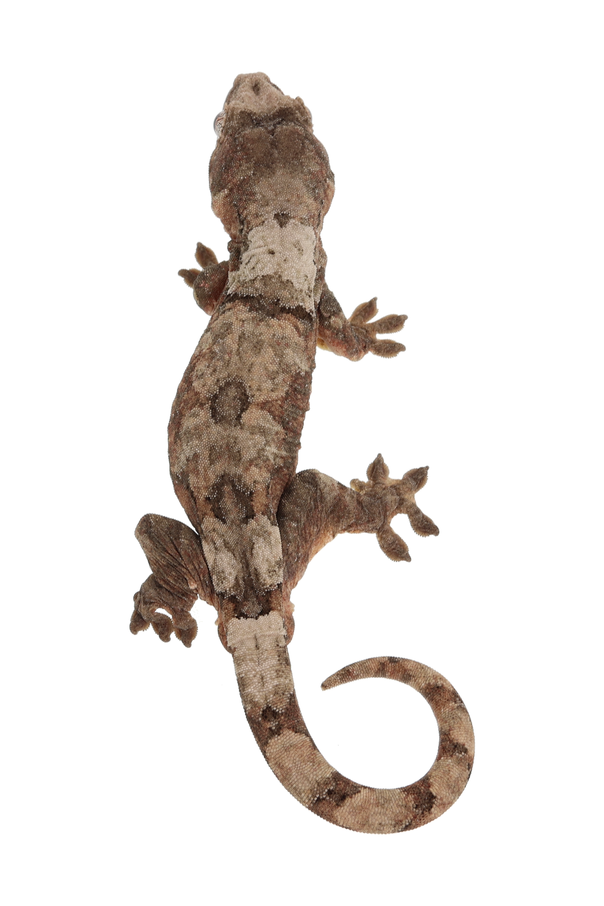 “Donatello” <br> Cinnamon x Saigon <br>♂
