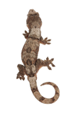 “Donatello”<br>♂<br>Cinnamon x Saigon
