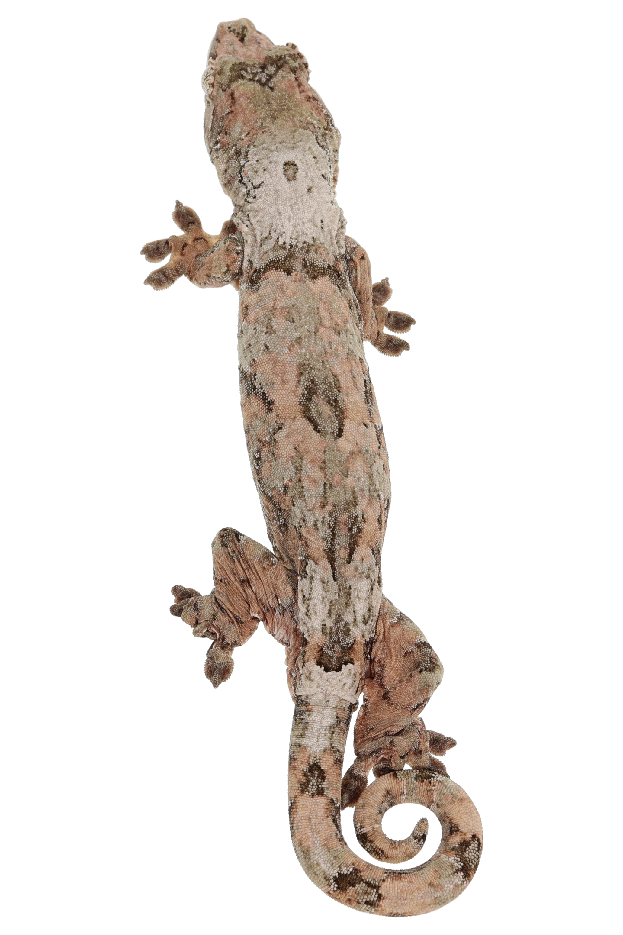 “Eightball”<br> Yeti x Carpaccio <br> ♀