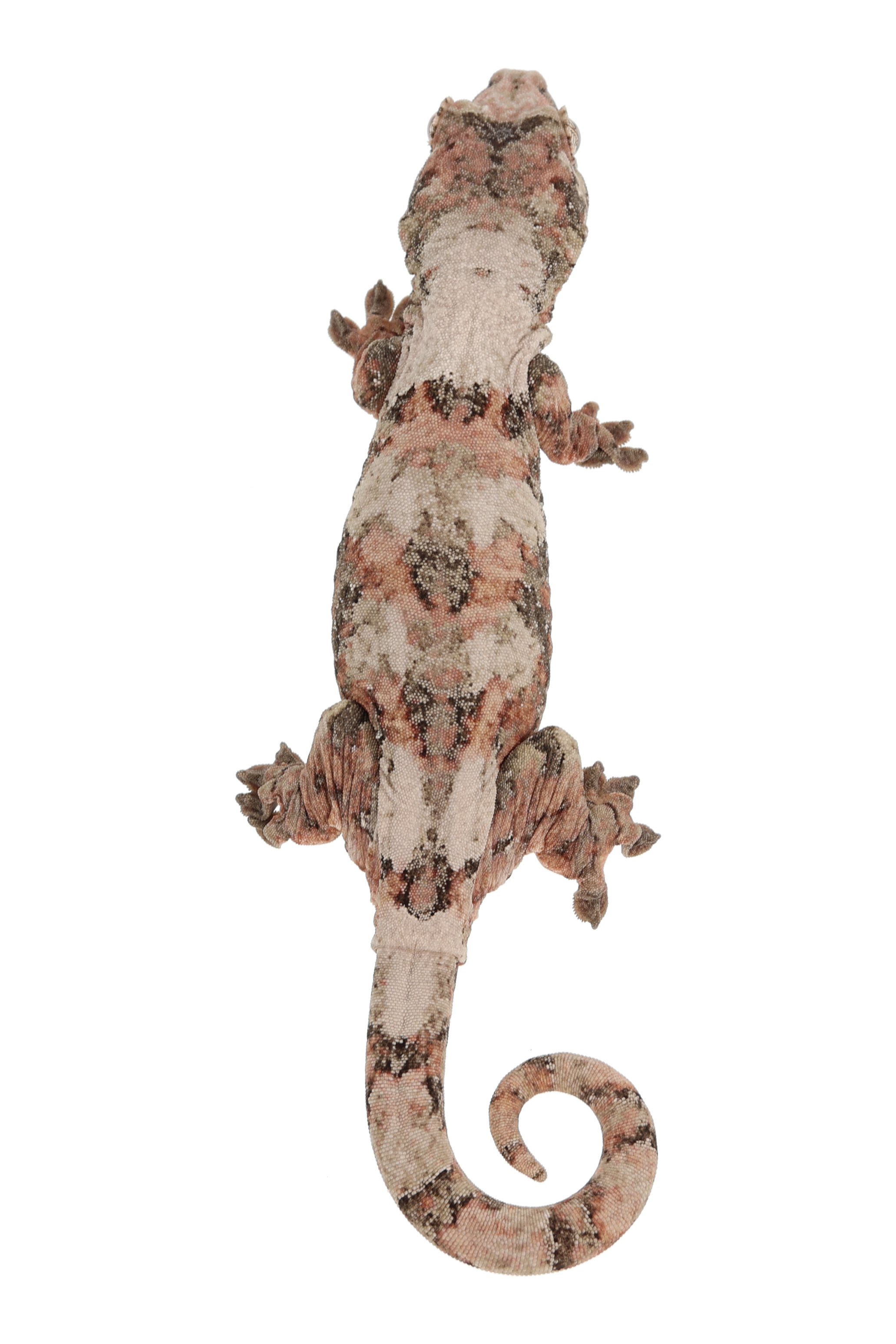 “Goddard” <br> Velvet x Anubis <br> ♀