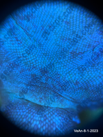“Goddard” <b><small> holdback </small></b><br>♀<br> Velvet x Anubis
