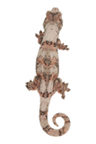 “Goddard” <b><small> holdback </small></b><br>♀<br> Velvet x Anubis