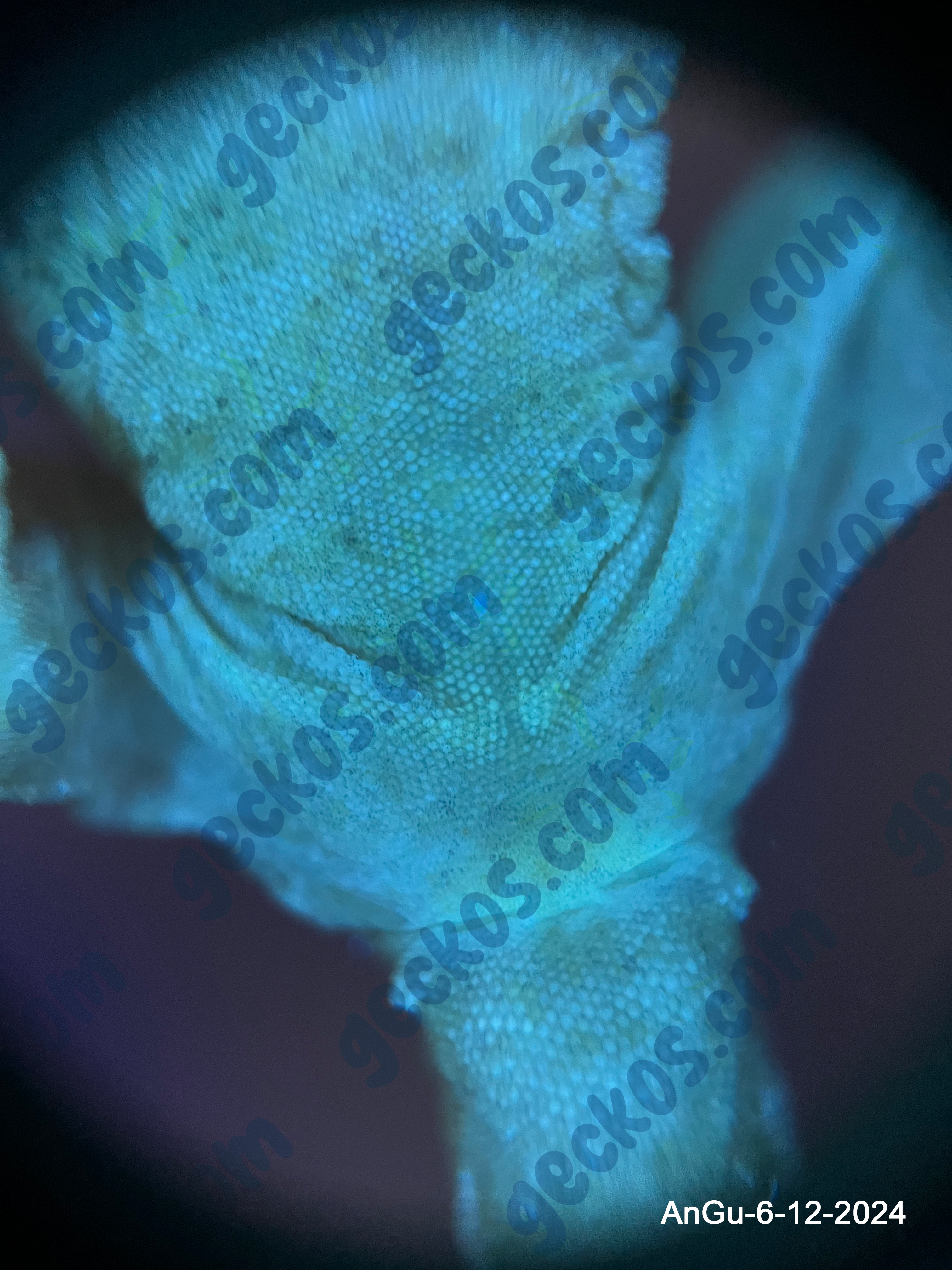 “Gumdrop” <br> Angel x Gummy Bear <br> ♂