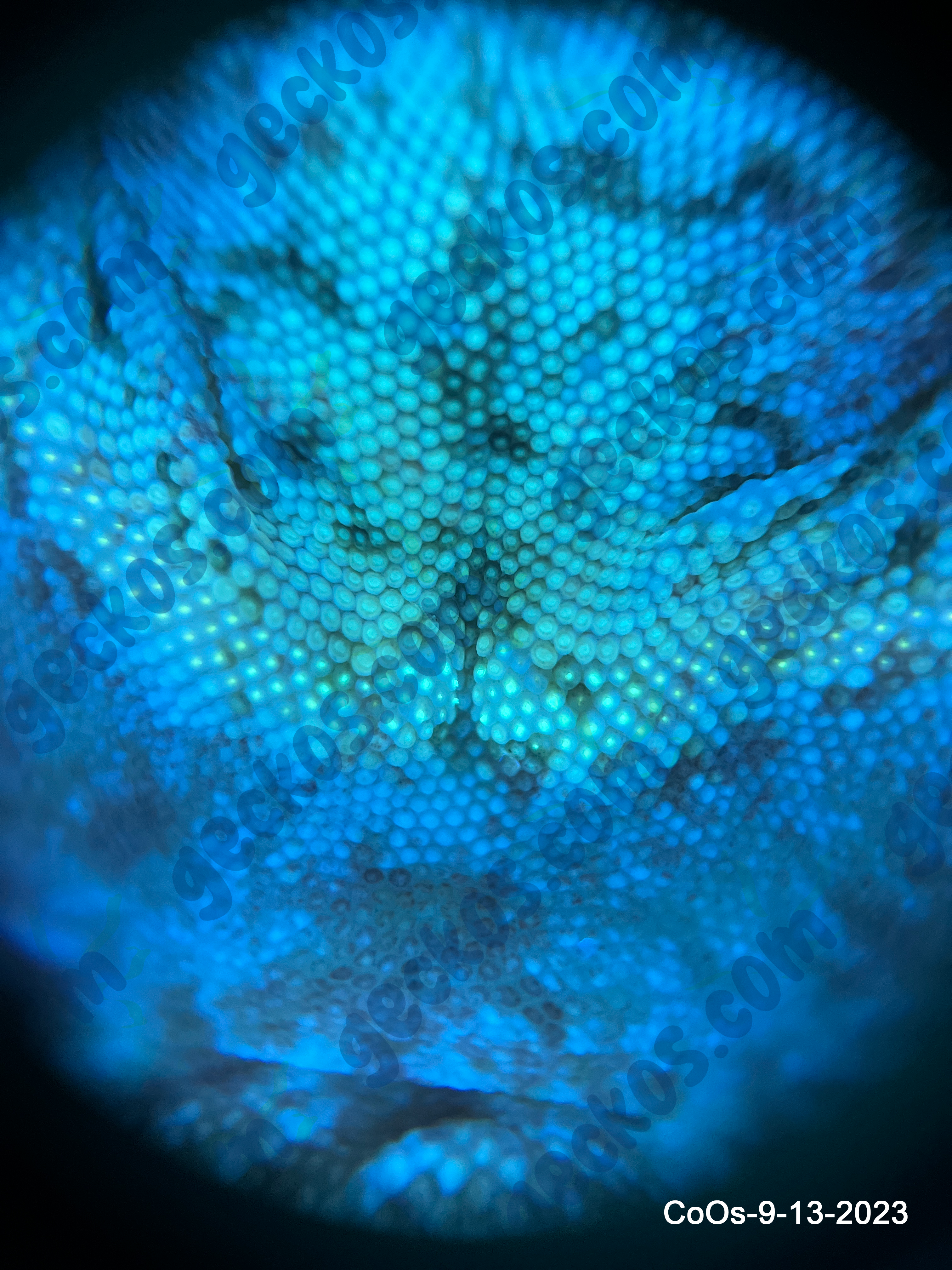 “Ostrich” <br> Cotton x Osiris <br> ♂