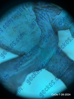 “Rival”<br>~<br>Cotton x Osirus