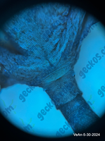 “Silas” <b><small> holdback </small></b><br>~<br>Velvet x Anubis